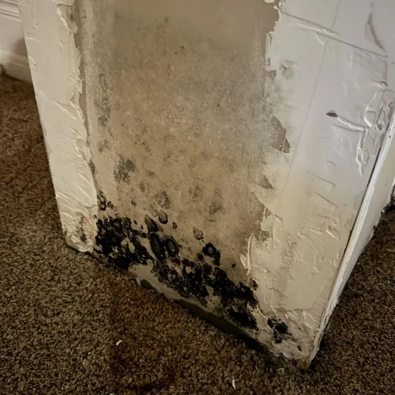Professional Mold Removal in Lexington, MO